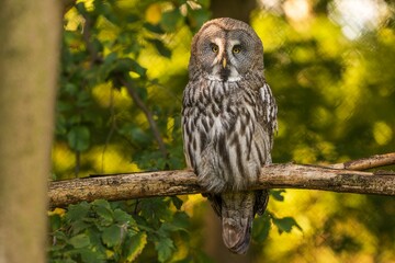 Great grey owl Strix nebulosa