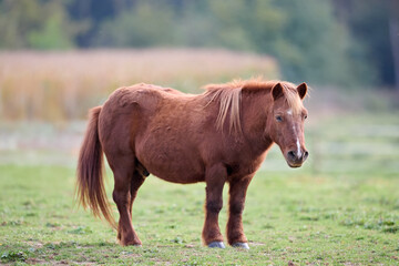 Cute brown pony on meadow