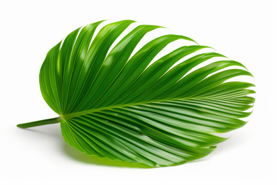 Large green palm leaf resting on white background showcasing fine details - Powered by Adobe