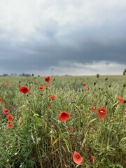 Poppies on a field in southern Sweden