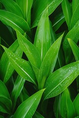 Obraz premium close-up of fresh green corn leaves glistening with morning dew their sharp details contrasting beautifully against