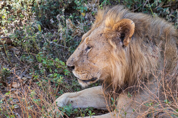 One Male Lion resting along the dirt road at Lake Manyara National Park in Tanzania East Africa