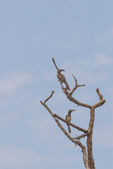 African grey hornbill (Lophoceros nasutus) perched at branche in dead tree in flooded are of Lake Manyara National Park in Tanzania East Africa