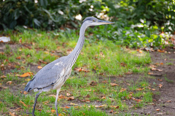 Close encounter with a beautiful specimen of grey heron