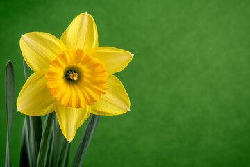 Bright yellow daffodil blooming against a green background in spring © reddish