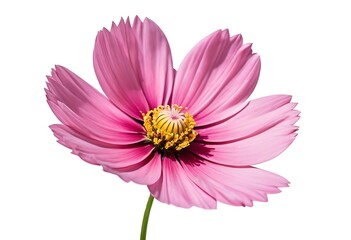 close-up of a single pink cosmos flower with a bright yellow center, shown against a white background