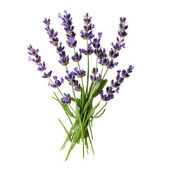 Naklejka premium Fragrant Lavender Bouquet Purple Flowers, Aromatic Herb, Natural Beauty