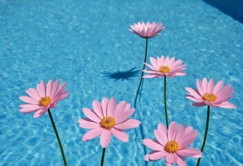 Five pink daisy-like flowers stand in a blue pool of water