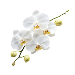 Elegant White Phalaenopsis Orchids Blooming Branch, Pure Beauty
