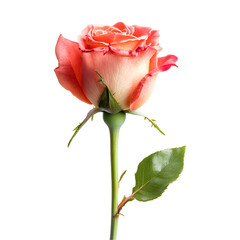 Fototapeta premium Single Peach Rose Bloom, Isolated, Stem, Leaf, White Background