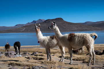 Salar Arequipa / Peru