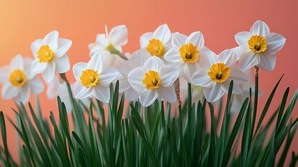 Bright white narcissus flowers with yellow centers bloom against a vibrant peach background, creating a fresh and cheerful floral display.