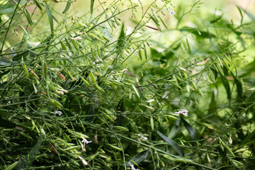 Kariyat or Andrographis paniculata, branch green leaves on natural background.