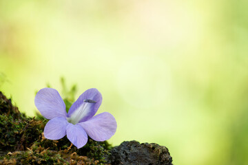 Barleria strigosa Willd.flower on natural background.