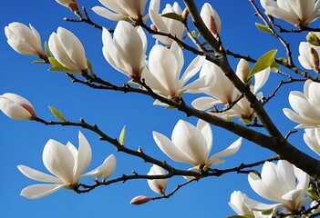 Close-up of white magnolia flowers blooming against a blue sky