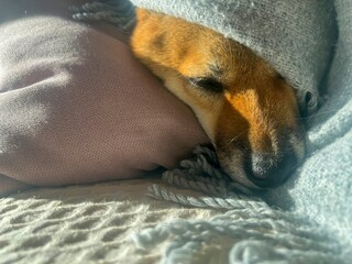 Pensive Shiba Inu with a sorrowful expression, head nestled under a blanket. The mood is reflective and contemplative. High quality close-up photo. copy space available.