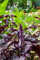 Obraz premium Basil. A flowering plant. Healthy eating. Vegetarianism.
