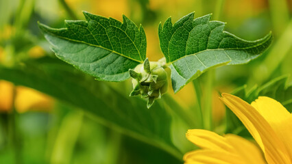 Calendula. Flowers. Nature. A flower from the Asteraceae family. Gardening.