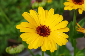 Calendula. Flowers. Nature. A flower from the Asteraceae family. Gardening.