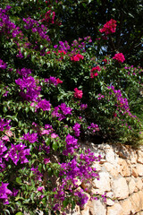Pink and red great bougainvillea  plant at a stone wall in Turkey