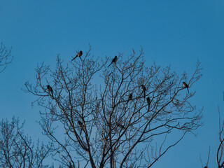 birds, animals, tree, branches, ornithology, park, urban, decemb