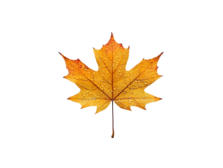 A single yellow maple leaf with water droplets on a black background.