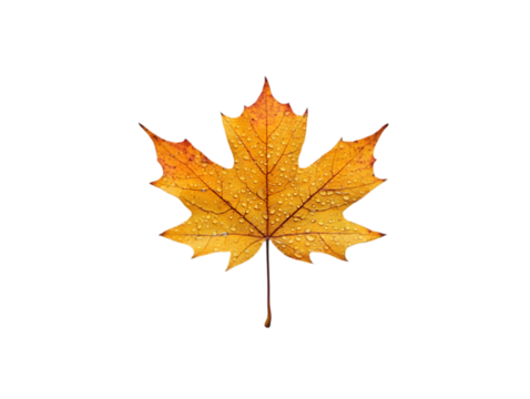 A single yellow maple leaf with water droplets on a black background.