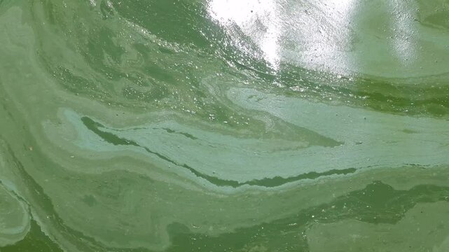 Exploring the vibrant green hues of algae bloom near a freshwater lake, reflecting sunlight