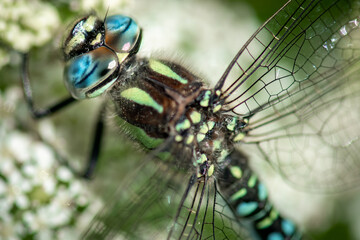 Close-up portrait of a Hairy Dragonfly (hairy hawker) (Brachytron pratense) on a white flower,...