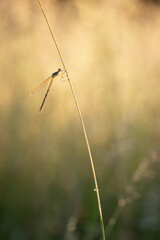Portrait of a Migrant Spreadwing (Lestes barbarus) at sunset, Belgium
