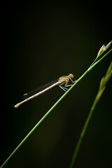 Female White-legged Damselfly (Blue Featherleg) (Platycnemis pennipes) resting on a blade of grass, Belgium