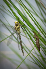 Blue Hawker (Southern Hawker) (Aeshna cyanea) hatched juvenile, Belgium
