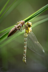 Blue Hawker (Southern Hawker) (Aeshna cyanea) hatching juvenile, Belgium