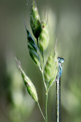 Common bluetail (Ischnura elegans) playing peekaboo on a grass spike, Belgium
