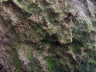 Abstrack background of old tree trunk texture. Natural background concept 