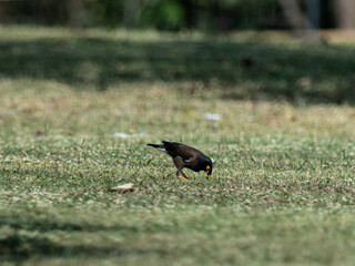 Tropical birds stand on green grass in summer. Wild birds in the grassland on a sunny day.
