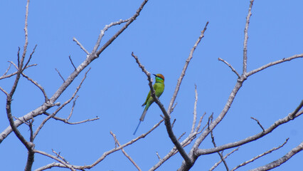 A yellow bird sits on a branch. Beautiful bird landscape perched on a dead branch on an empty blue sky background.