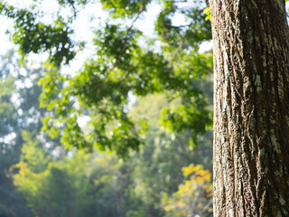 Sunlight shines through the green branches of a big tree on a bright summer morning. Summer nature background.