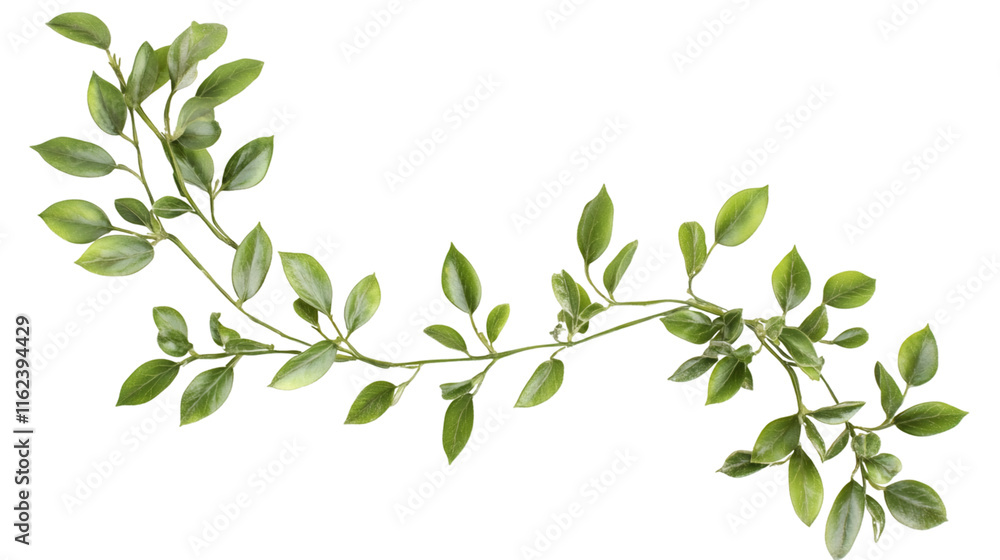 Poster realistic branch with green leaves growing on transparent background, perfect for spring and summer 