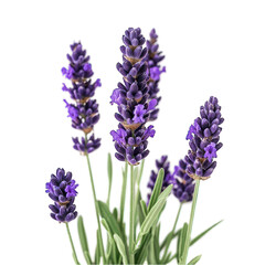 Fototapeta premium Lavandula hidcote isolated on transparent background
