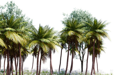 Coconut foliage on transparent background PNG. 3D rendering