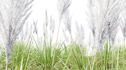 Reed meadow on transparent background PNG. 3D rendering