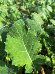 morning dew closeup shot in green leaf