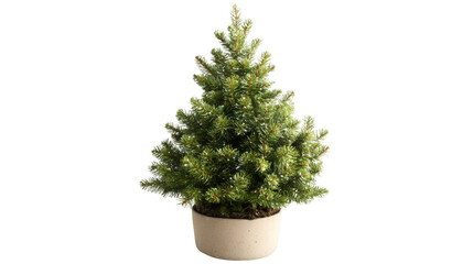Pine tree sapling growing in decorative pot, ready for festive holiday design work