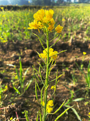 mustard flower