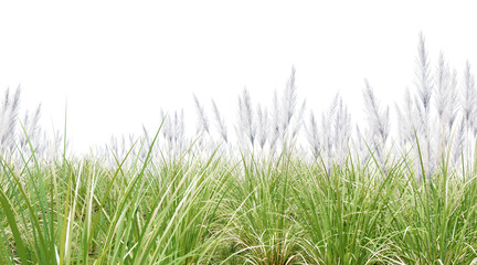 Reed meadow on transparent background PNG. 3D rendering