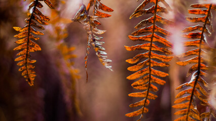 Vue rapprochée de feuilles de fougère oranges