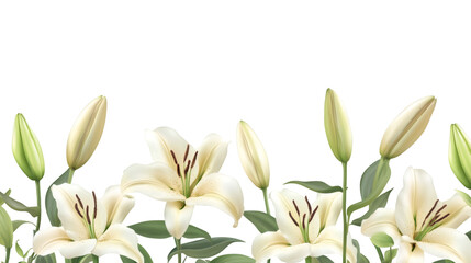 Realistic white lilies and buds forming a horizontal seamless floral border on transparent background, perfect for wedding invitations or elegant decorations