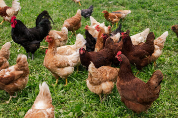 Hen and chickens on the farm eating food in the grass