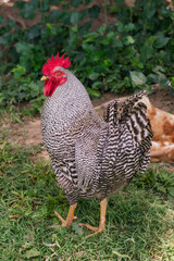 One rooster on the farm with black and white feathers